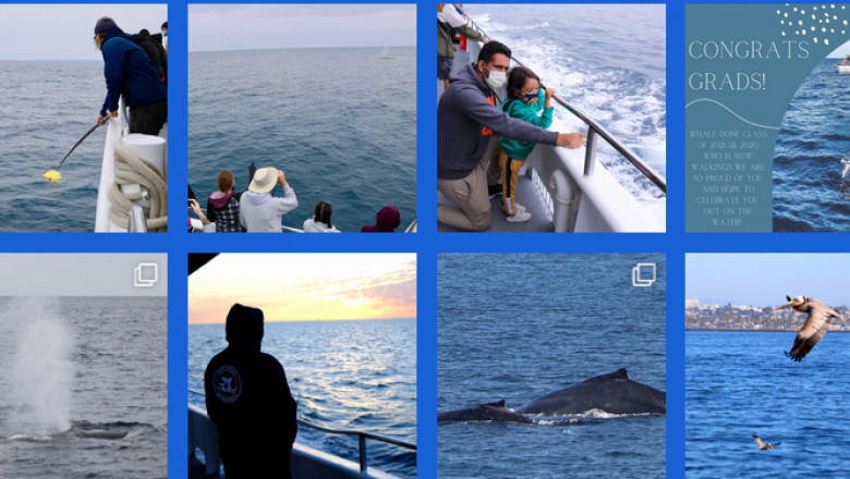 Ideal occasion to see whales in San Diego during your tour