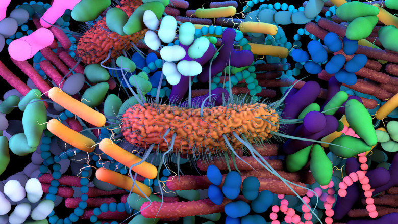 Microbiome Market 2022 | Industry Demand, Fastest Growth, Opportunities Analysis and Forecast To 2028