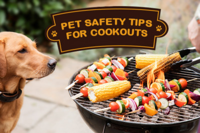 Pet Safety Tips for Cookouts | DiscountPetCare