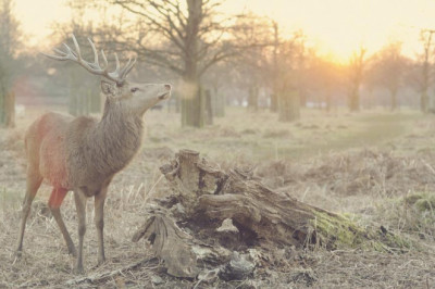 wisdom tooth extraction after care diet