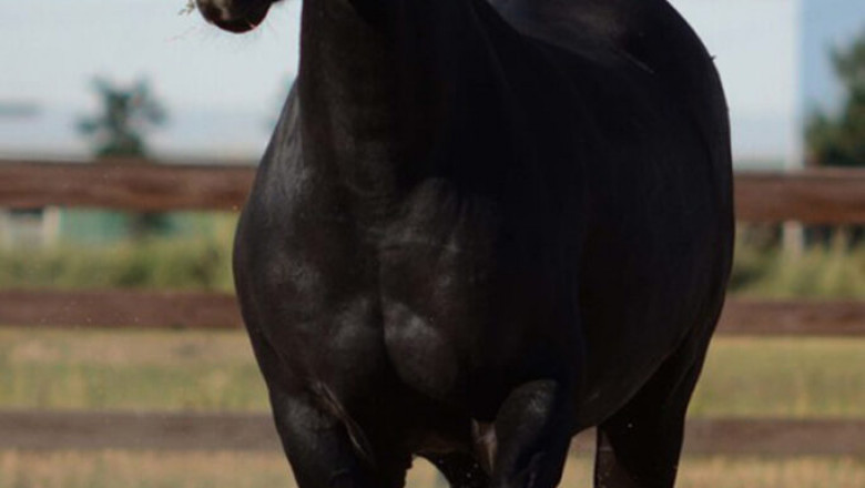 ASPCA’s Right Horse Adoptable Horse: Maggie