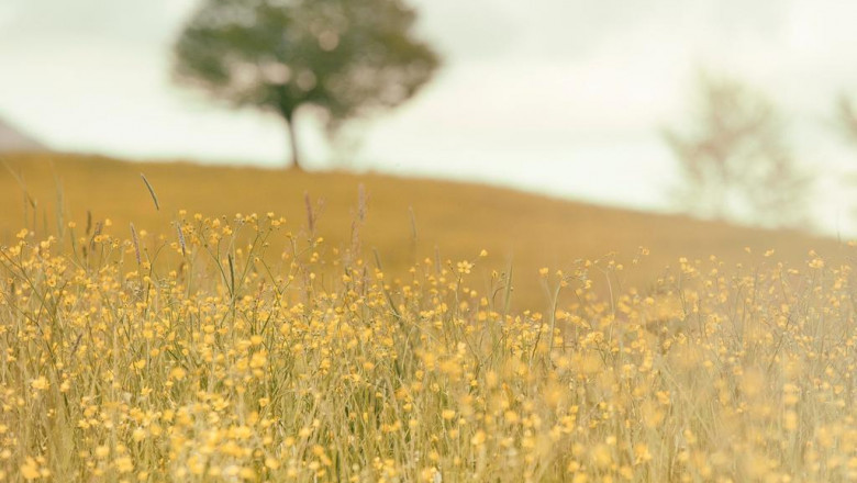 how a lot forage does your horse need to remain warm this winter