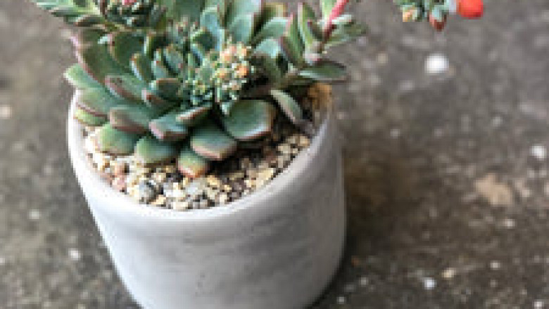 Plant Delivery is a Unique Way of Expressing Your Intimate Thoughts