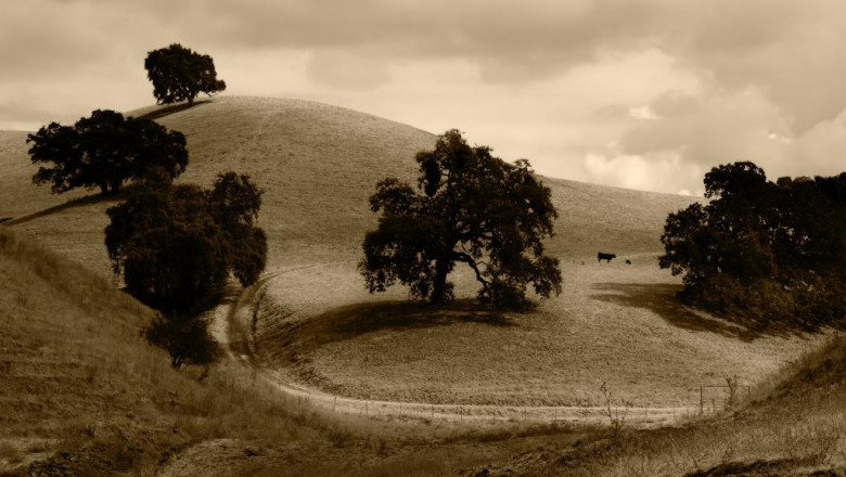 10 details about elephant seals chimu adventures blog