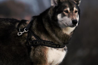 situaciones en las que es conveniente reemplazar el cierre de la puerta