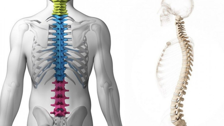 Spine Biologics Stimulate Bone Growth Development Through The Inflammatory Stage
