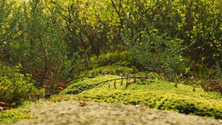 kaufen sie nembutalpentobarbital online aus einer zuverlassigen quelle