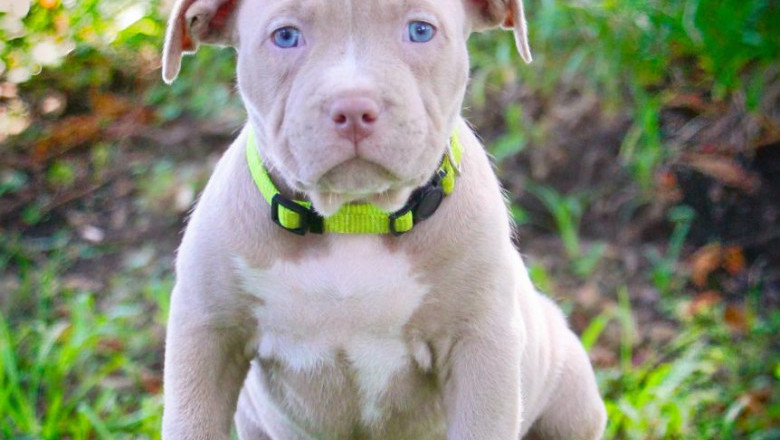 Pitbull Puppies for sale