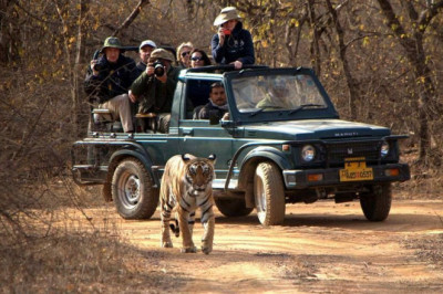 Things to know about Ranthambore National Park and Safari Booking