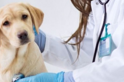 Veterinarian Email List | 100% Opt-In Veterinarian Emails
