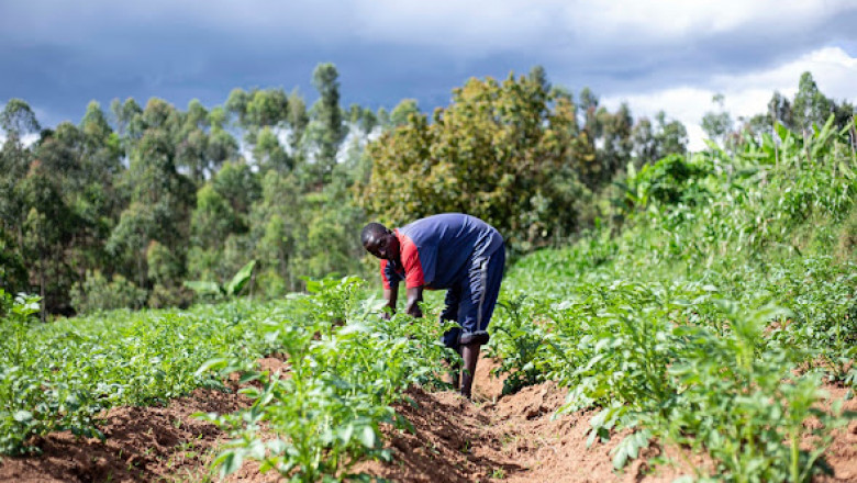 Blockchain in Agriculture and Food Market: Global Industry Analysis | Bis Research