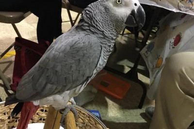 Yellow Naped Amazon Parrot For Sale