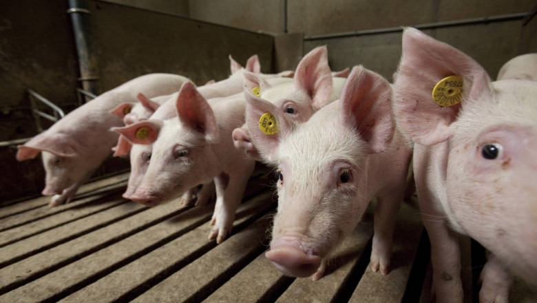 Classification and function of amino acids in pig feed