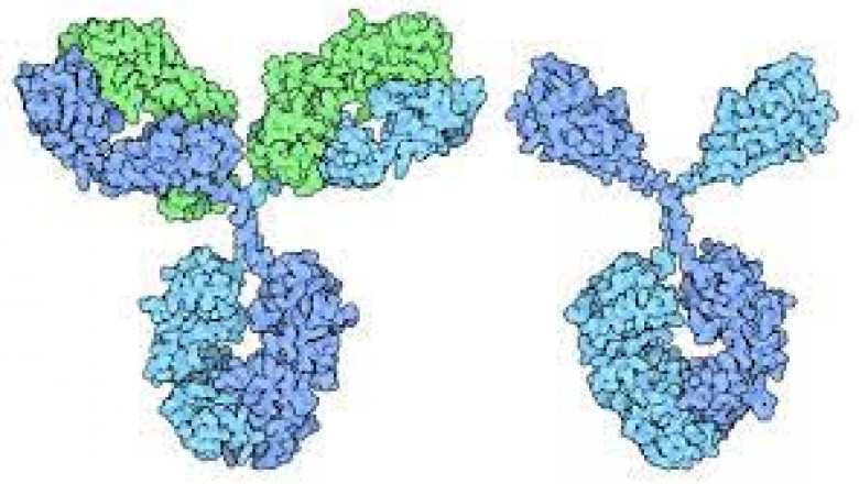 Nanobodies Market Size, Share, Growth, Opportunities and Global Forecast to 2028