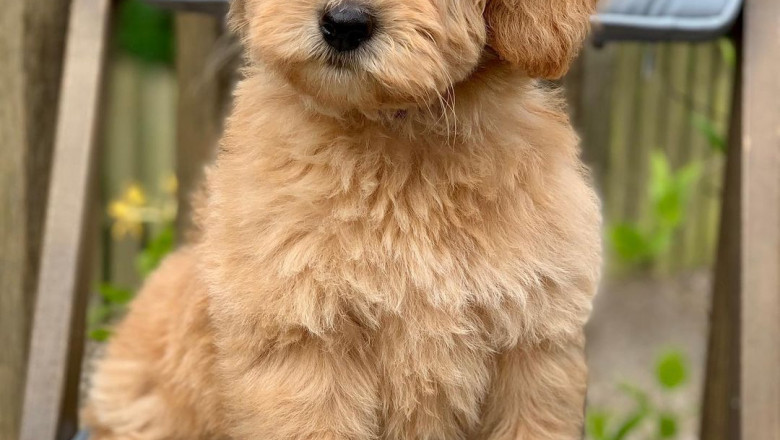 Australian labradoodles Scotland