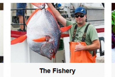 Finest way to buy fresh seafood online at your door step easily