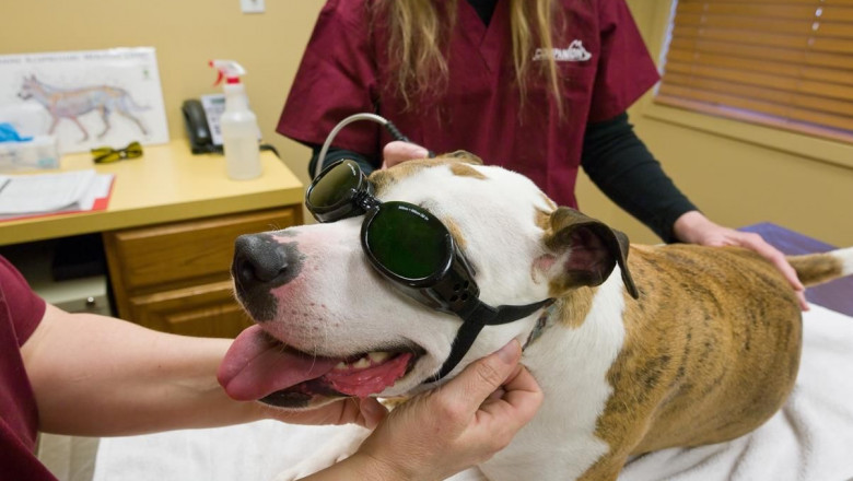 Global Companion Animal Drugs Market: Trends, Size, Growth, Opportunity and Forecast, 2020-2027