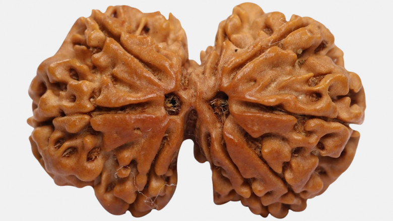 Original Gauri Shankar Rudraksha