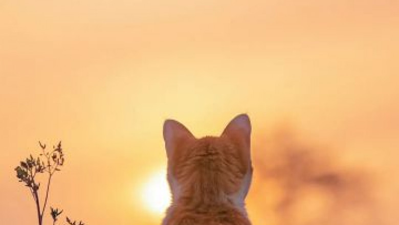 Bowl Eligibility Keep an eye on: Jap Michigan breaks throughout