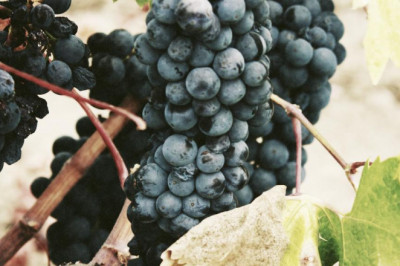 just how to find the very best shredder wear parts foundry