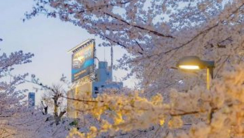 LSU Struggles In direction of Ranking Towards Nation