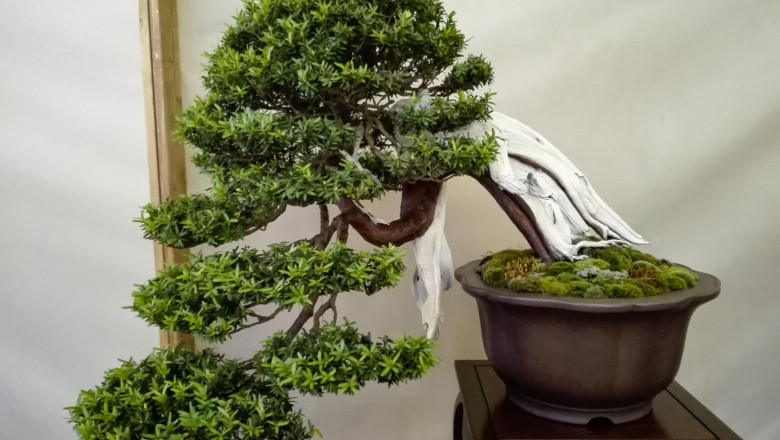 My Long-Lasting Love For Artificial Bonsai