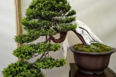 My Long-Lasting Love For Artificial Bonsai