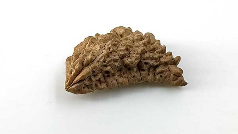 1-14 beads | Nepali rudraksha beads | Genuine Rudraksha beads