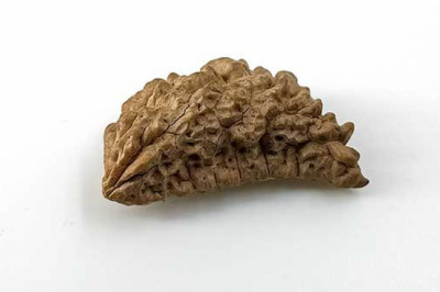 1-14 beads | Nepali rudraksha beads | Genuine Rudraksha beads