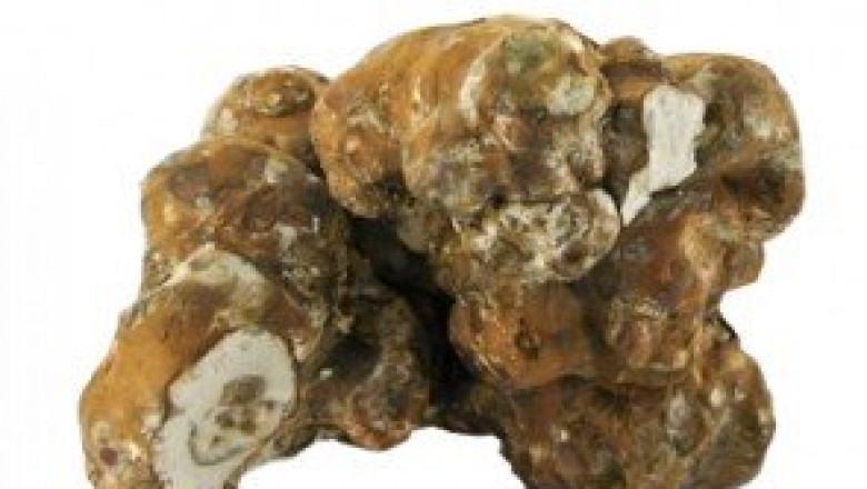 Buy magic mushrooms online in Melbourne shipping discretely