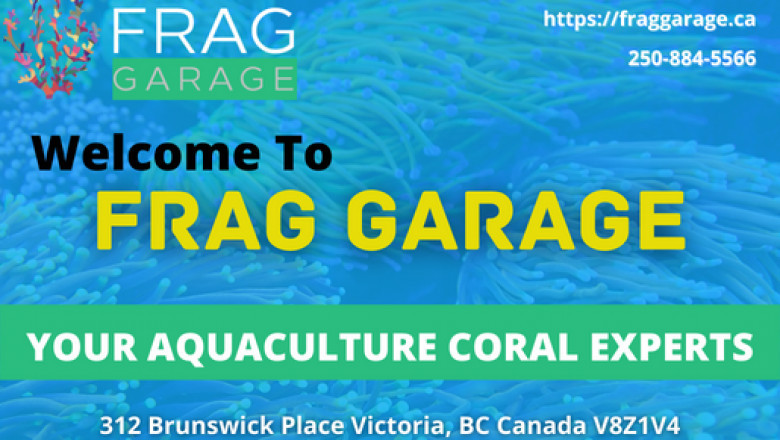 Interesting Trivia about Coral Frags