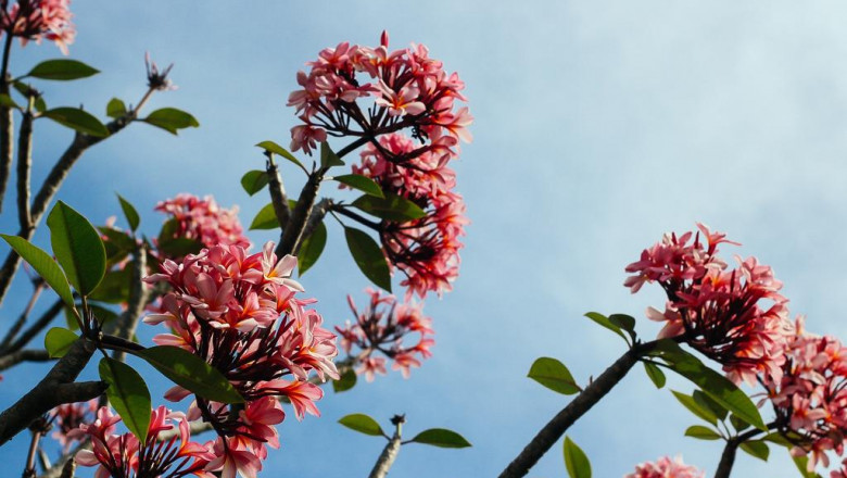 dealing with a lake forest website design here are the benefits