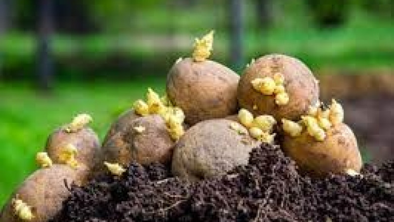 Seed Potatoes Market Demand Analysis, Statistics, Industry Trends And Investment Opportunities To 2028