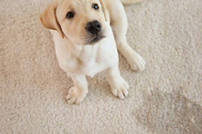 Benefits of professional residential carpet cleaning
