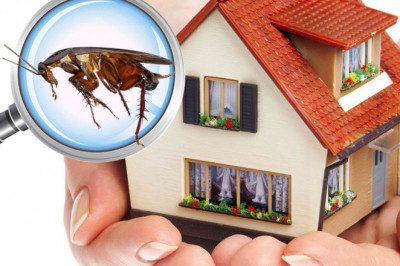 Why Is Pest Control So Crucial For You?