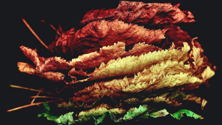 7 and a half very simple things you can do to save magic mushrooms uk