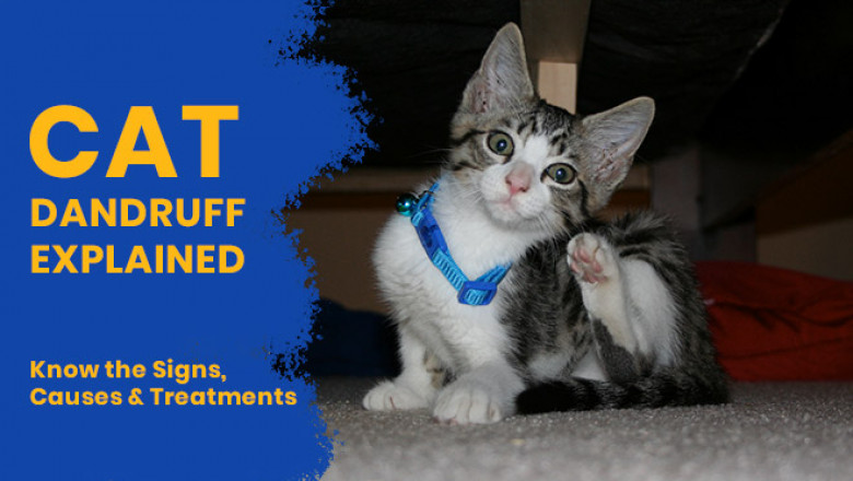 Cat Dandruff Explained – Know the Signs, Causes & Treatments
