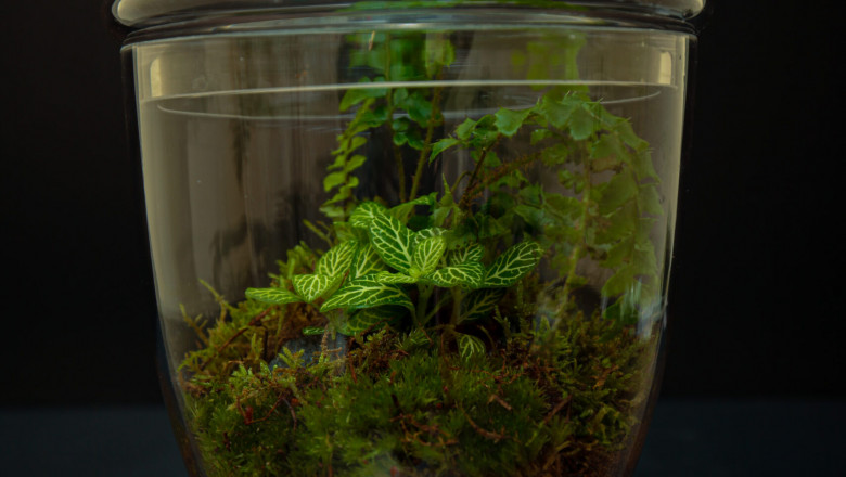 Closed Terrarium Plants Dubai