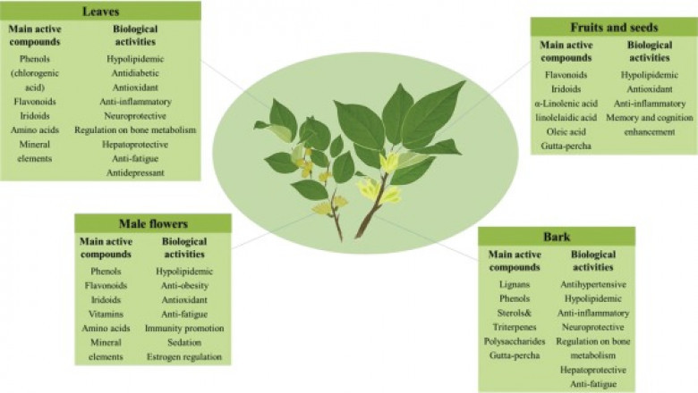 Eucommia ulmoides leaf extract, how does Eucommia chlorogenic acid work?