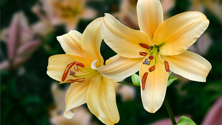 Facts about lily flowers everyone should know