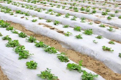 Global Demand for Food Increases Agricultural Films Market