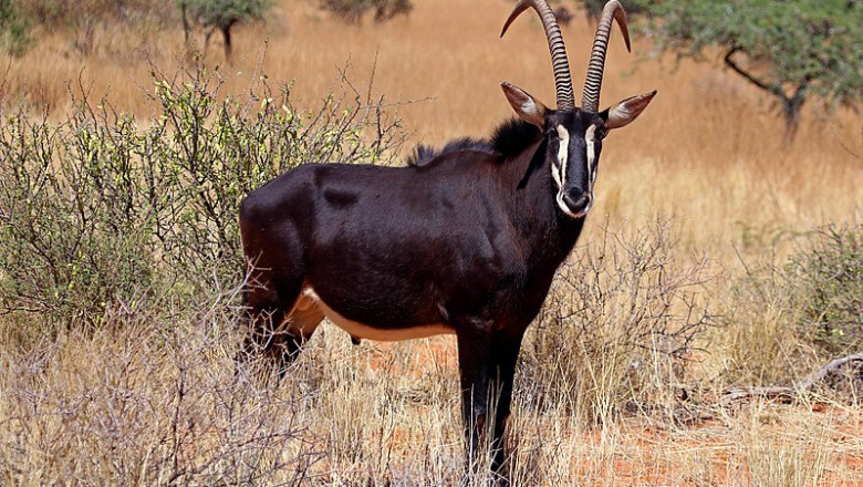 How a Acquired a Lucrative Platinum Mine