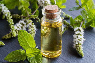 Must-Have Essential Oils For Aromatherapy