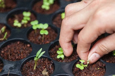 The Effects of Stevia on Gut Bacteria