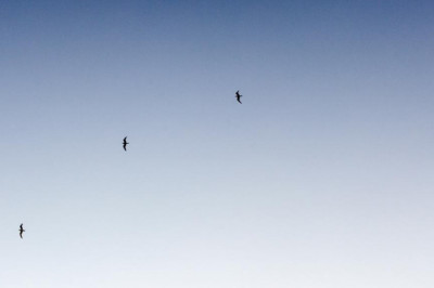 the low down on high threat seller accounts