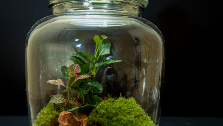 Closed Terrarium Desire Plants Dubai