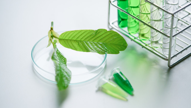 Get the Most Out of the Last Days of Summer with Kava and Kratom