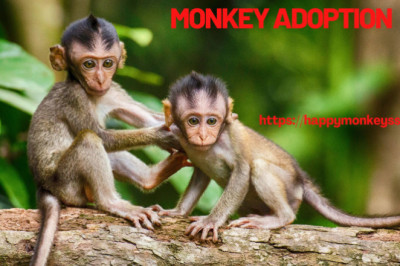 Best monkey adoption