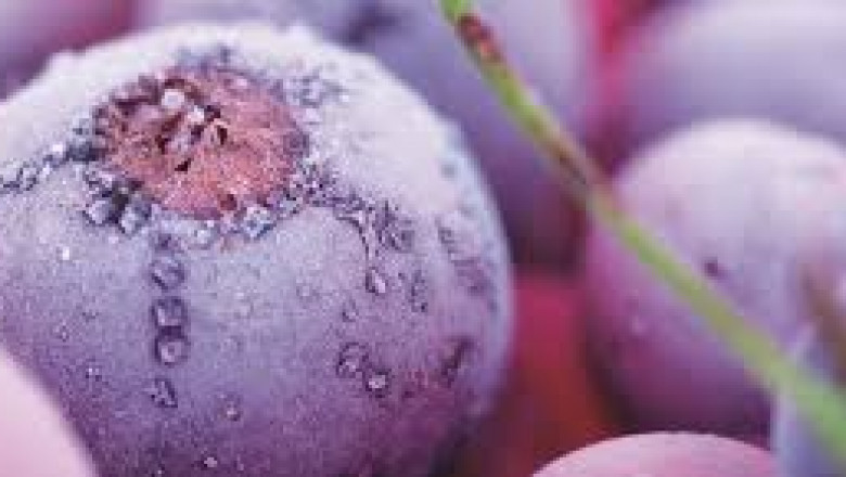 Functional Extract Market 2022 Major Key Players and Industry Analysis Till 2028