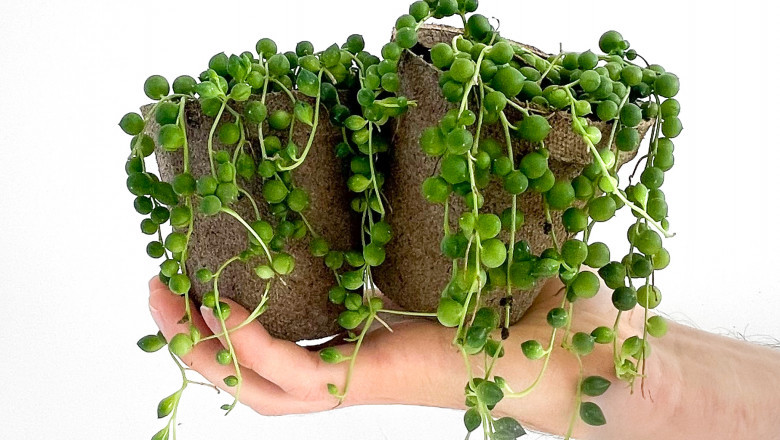 Indoor Plants